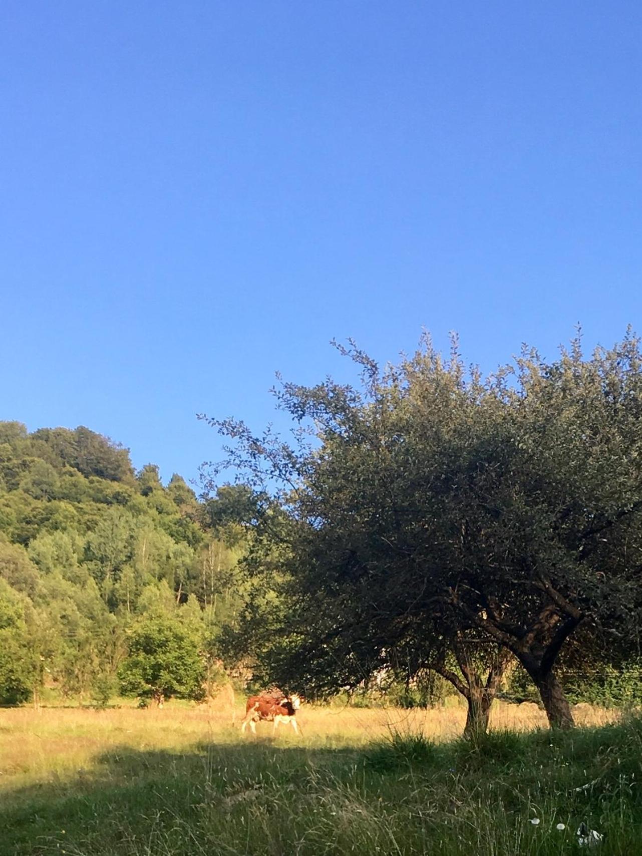 Cabana Baraj Apuseni Mountains Mihoesti Εξωτερικό φωτογραφία